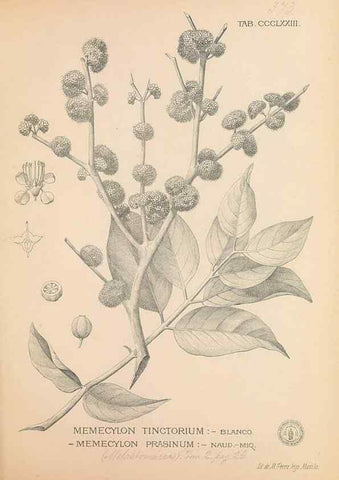 Reproducción/Reproduction 49747211906: Flora de Filipinas,. Manila,Estab. tip. de Plana y ca.,1877-83.. 