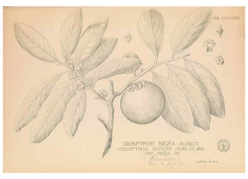 Reproducción/Reproduction 49746670728: Flora de Filipinas,. Manila,Estab. tip. de Plana y ca.,1877-83.. 