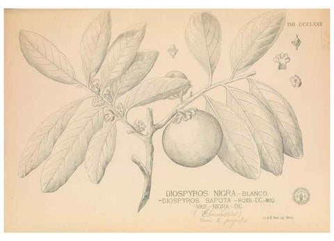 Reproducción/Reproduction 49746670728: Flora de Filipinas,. Manila,Estab. tip. de Plana y ca.,1877-83.. 