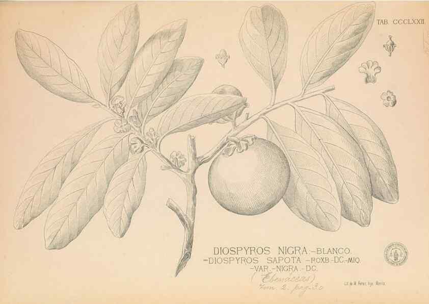 Reproducción/Reproduction 49746670728: Flora de Filipinas,. Manila,Estab. tip. de Plana y ca.,1877-83.. 