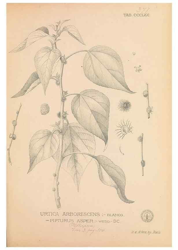 Reproducción/Reproduction 49747538692: Flora de Filipinas,. Manila,Estab. tip. de Plana y ca.,1877-83.. 