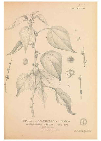 Reproducción/Reproduction 49747538692: Flora de Filipinas,. Manila,Estab. tip. de Plana y ca.,1877-83.. 