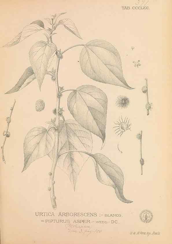 Reproducción/Reproduction 49747538692: Flora de Filipinas,. Manila,Estab. tip. de Plana y ca.,1877-83.. 