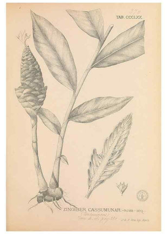 Reproducción/Reproduction 49747538542: Flora de Filipinas,. Manila,Estab. tip. de Plana y ca.,1877-83.. 