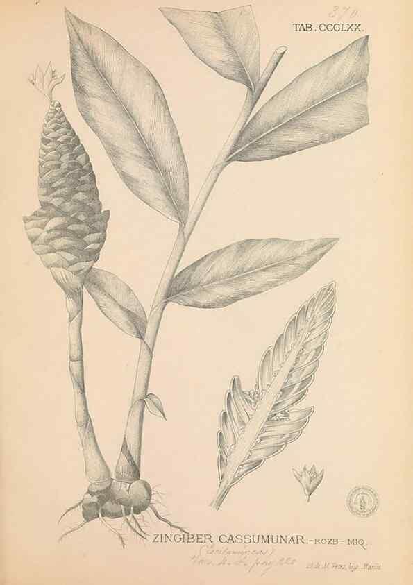 Reproducción/Reproduction 49747538542: Flora de Filipinas,. Manila,Estab. tip. de Plana y ca.,1877-83.. 