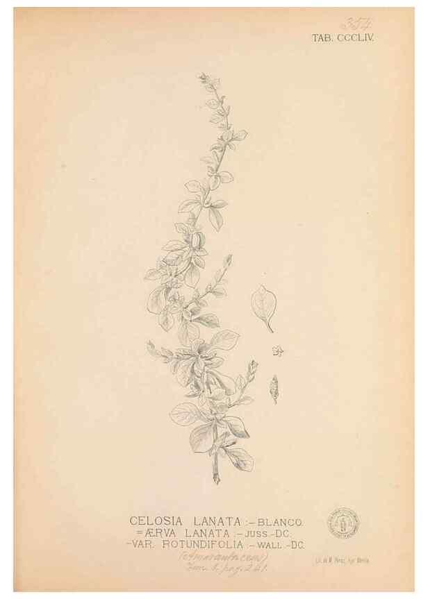 Reproducción/Reproduction 49747207936: Flora de Filipinas,. Manila,Estab. tip. de Plana y ca.,1877-83.. 