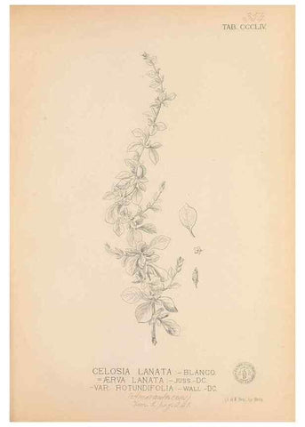 Reproducción/Reproduction 49747207936: Flora de Filipinas,. Manila,Estab. tip. de Plana y ca.,1877-83.. 