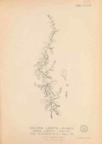 Reproducción/Reproduction 49747207936: Flora de Filipinas,. Manila,Estab. tip. de Plana y ca.,1877-83.. 