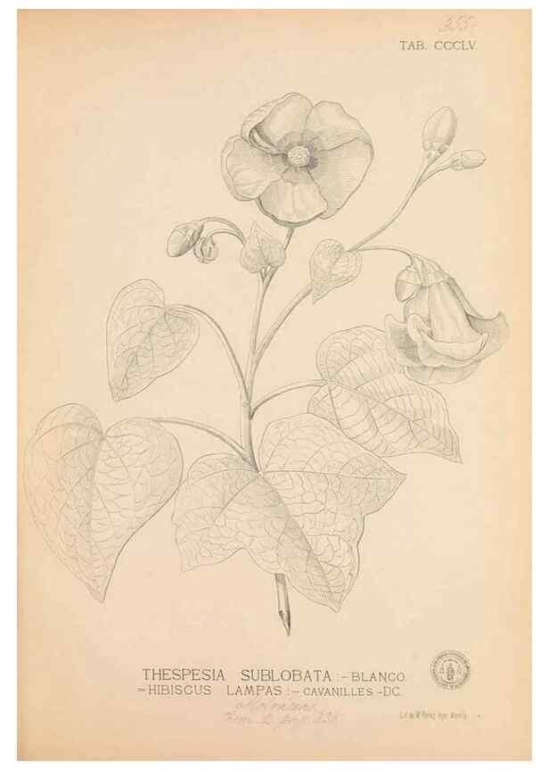 Reproducción/Reproduction 49747208176: Flora de Filipinas,. Manila,Estab. tip. de Plana y ca.,1877-83.. 
