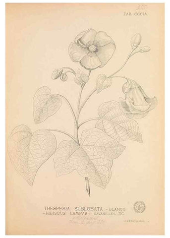 Reproducción/Reproduction 49747208176: Flora de Filipinas,. Manila,Estab. tip. de Plana y ca.,1877-83.. 