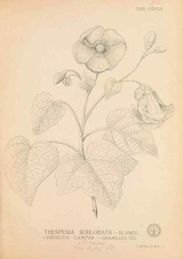 Reproducción/Reproduction 49747208176: Flora de Filipinas,. Manila,Estab. tip. de Plana y ca.,1877-83.. 