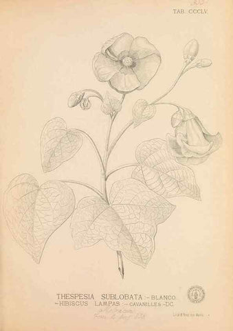 Reproducción/Reproduction 49747208176: Flora de Filipinas,. Manila,Estab. tip. de Plana y ca.,1877-83.. 