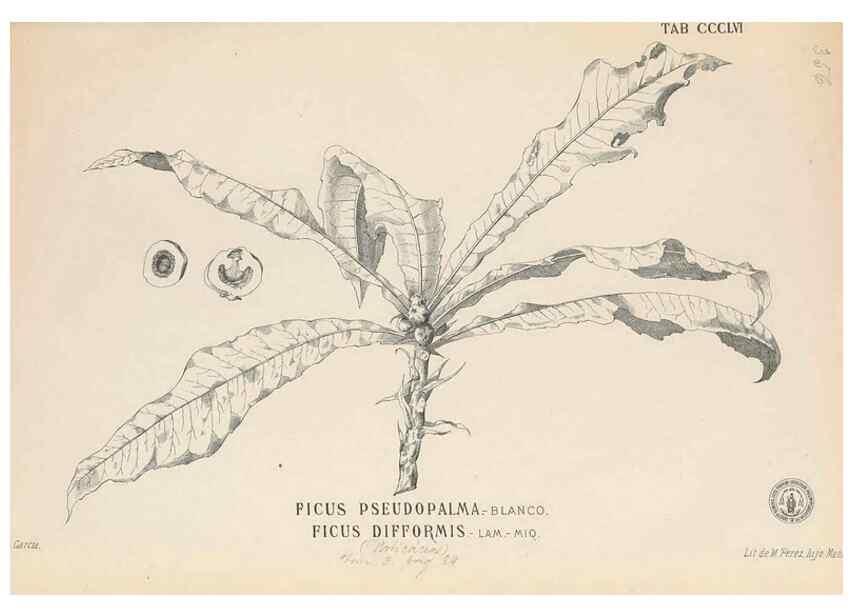 Reproducción/Reproduction 49747208406: Flora de Filipinas,. Manila,Estab. tip. de Plana y ca.,1877-83.. 