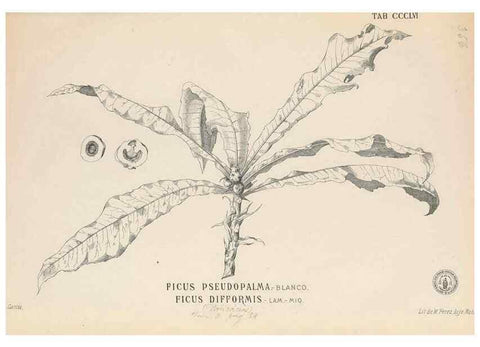 Reproducción/Reproduction 49747208406: Flora de Filipinas,. Manila,Estab. tip. de Plana y ca.,1877-83.. 