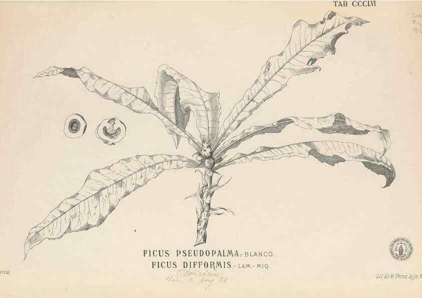Reproducción/Reproduction 49747208406: Flora de Filipinas,. Manila,Estab. tip. de Plana y ca.,1877-83.. 
