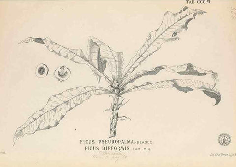 Reproducción/Reproduction 49747208406: Flora de Filipinas,. Manila,Estab. tip. de Plana y ca.,1877-83.. 