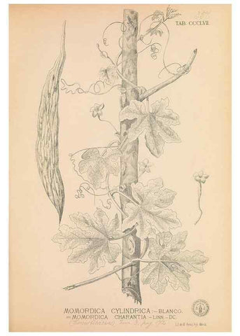 Reproducción/Reproduction 49746667578: Flora de Filipinas,. Manila,Estab. tip. de Plana y ca.,1877-83.. 