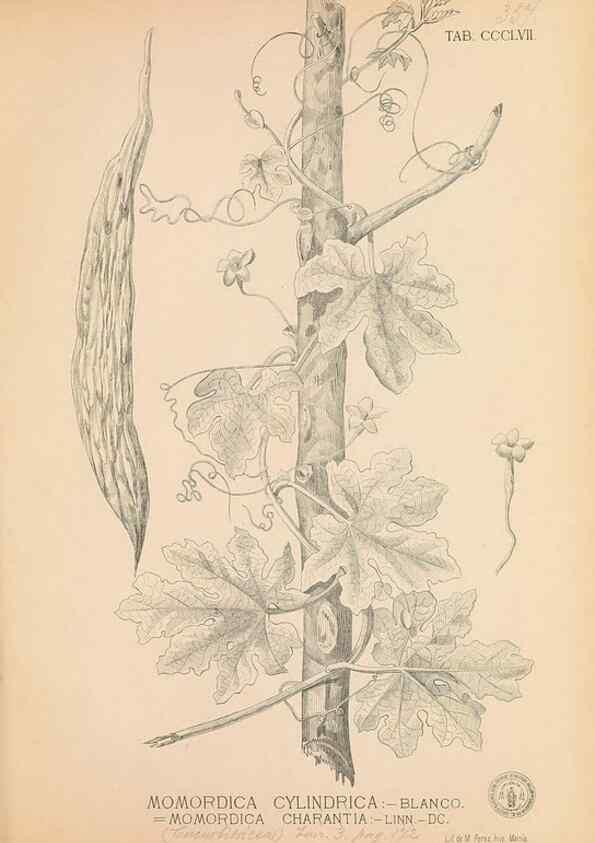 Reproducción/Reproduction 49746667578: Flora de Filipinas,. Manila,Estab. tip. de Plana y ca.,1877-83.. 