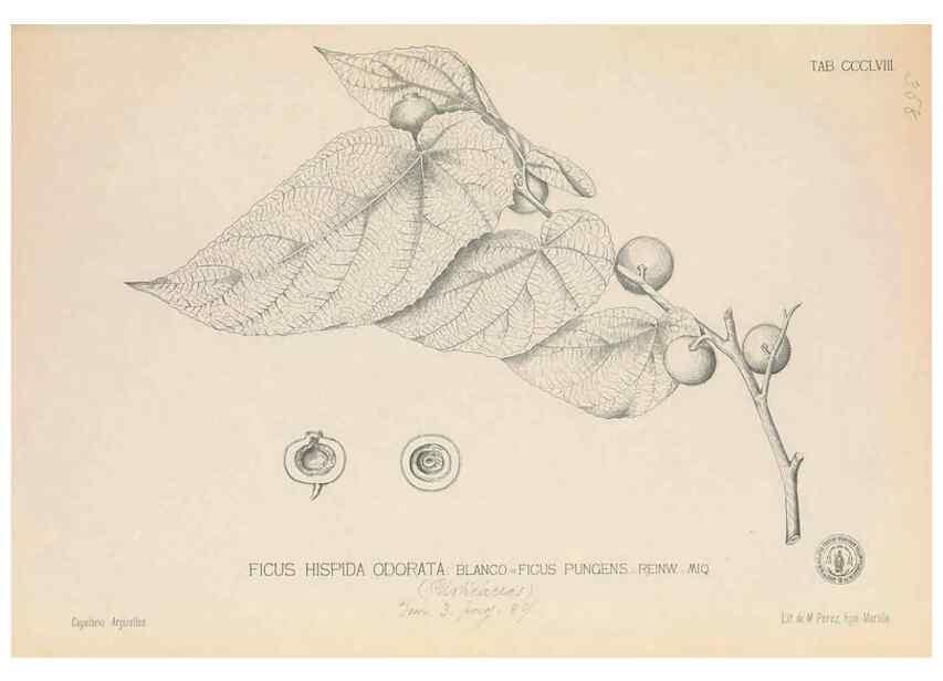 Reproducción/Reproduction 49746667773: Flora de Filipinas,. Manila,Estab. tip. de Plana y ca.,1877-83.. 