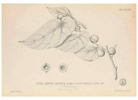 Reproducción/Reproduction 49746667773: Flora de Filipinas,. Manila,Estab. tip. de Plana y ca.,1877-83.. 