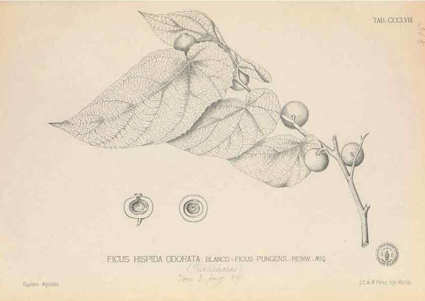 Reproducción/Reproduction 49746667773: Flora de Filipinas,. Manila,Estab. tip. de Plana y ca.,1877-83.. 