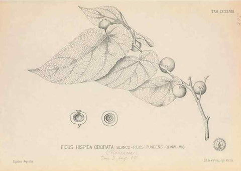 Reproducción/Reproduction 49746667773: Flora de Filipinas,. Manila,Estab. tip. de Plana y ca.,1877-83.. 