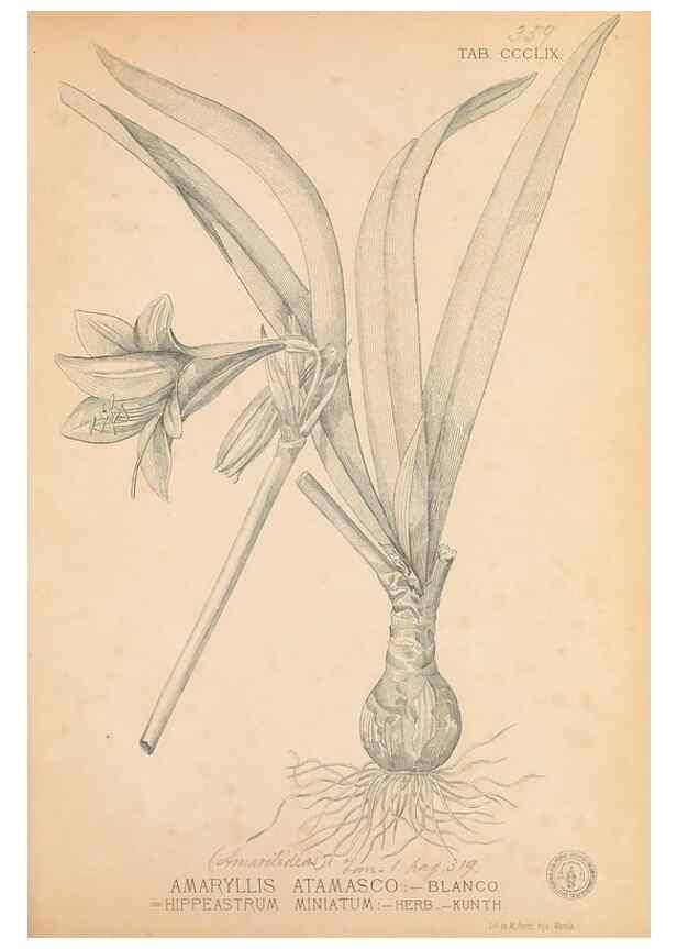Reproducción/Reproduction 49746668028: Flora de Filipinas,. Manila,Estab. tip. de Plana y ca.,1877-83.. 