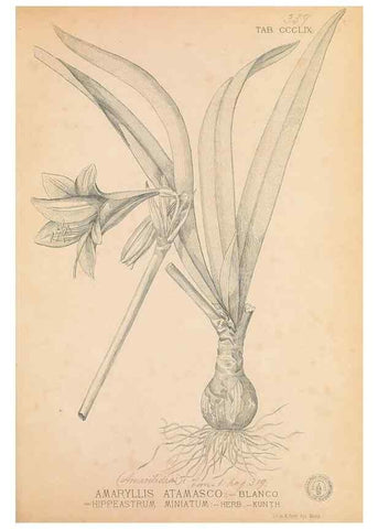Reproducción/Reproduction 49746668028: Flora de Filipinas,. Manila,Estab. tip. de Plana y ca.,1877-83.. 