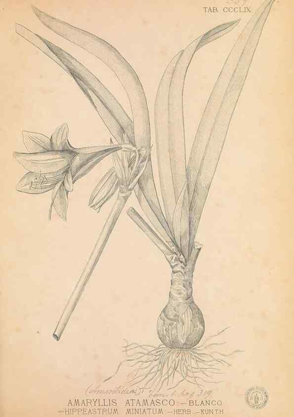 Reproducción/Reproduction 49746668028: Flora de Filipinas,. Manila,Estab. tip. de Plana y ca.,1877-83.. 