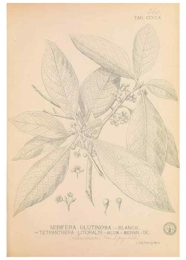Reproducción/Reproduction 49747209336: Flora de Filipinas,. Manila,Estab. tip. de Plana y ca.,1877-83.. 