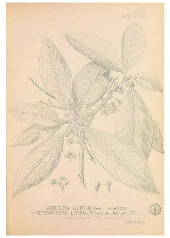 Reproducción/Reproduction 49747209336: Flora de Filipinas,. Manila,Estab. tip. de Plana y ca.,1877-83.. 