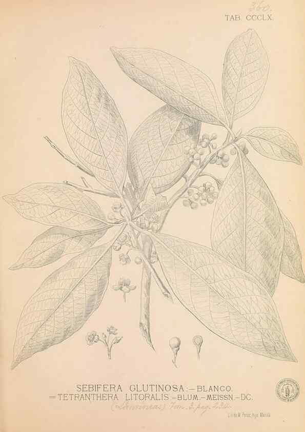 Reproducción/Reproduction 49747209336: Flora de Filipinas,. Manila,Estab. tip. de Plana y ca.,1877-83.. 