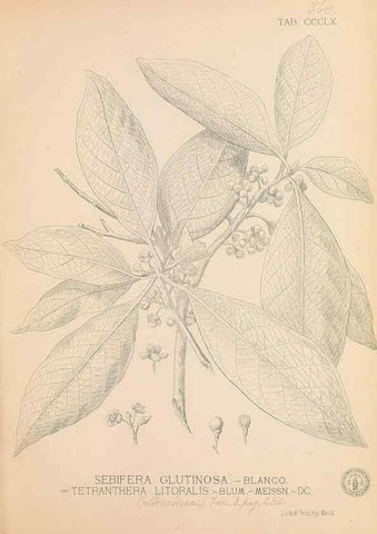 Reproducción/Reproduction 49747209336: Flora de Filipinas,. Manila,Estab. tip. de Plana y ca.,1877-83.. 