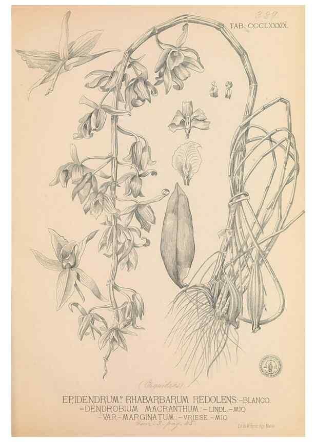 Reproducción/Reproduction 49747542502: Flora de Filipinas,. Manila,Estab. tip. de Plana y ca.,1877-83.. 