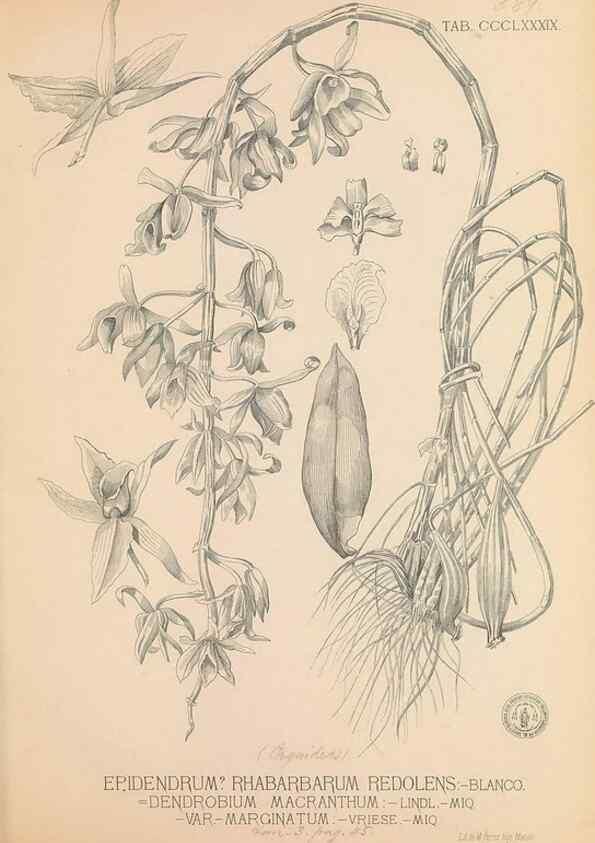Reproducción/Reproduction 49747542502: Flora de Filipinas,. Manila,Estab. tip. de Plana y ca.,1877-83.. 