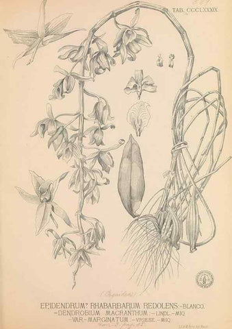 Reproducción/Reproduction 49747542502: Flora de Filipinas,. Manila,Estab. tip. de Plana y ca.,1877-83.. 