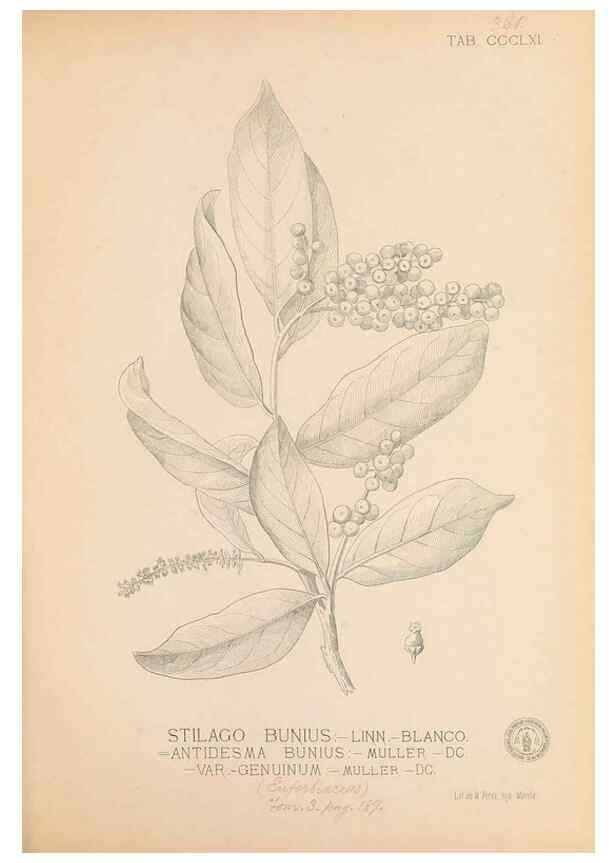 Reproducción/Reproduction 49747536707: Flora de Filipinas,. Manila,Estab. tip. de Plana y ca.,1877-83.. 