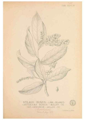 Reproducción/Reproduction 49747536707: Flora de Filipinas,. Manila,Estab. tip. de Plana y ca.,1877-83.. 