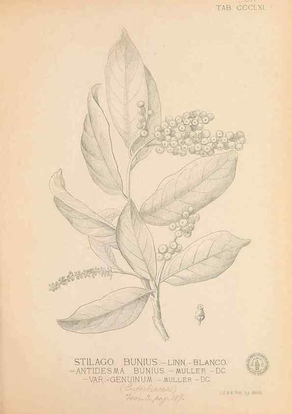 Reproducción/Reproduction 49747536707: Flora de Filipinas,. Manila,Estab. tip. de Plana y ca.,1877-83.. 