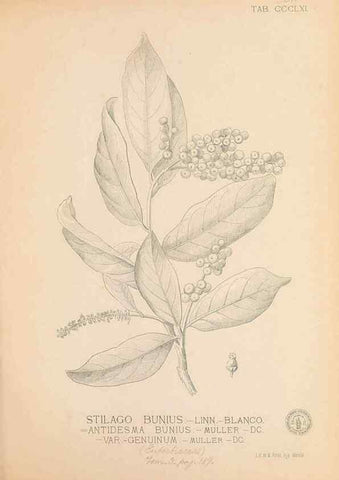 Reproducción/Reproduction 49747536707: Flora de Filipinas,. Manila,Estab. tip. de Plana y ca.,1877-83.. 