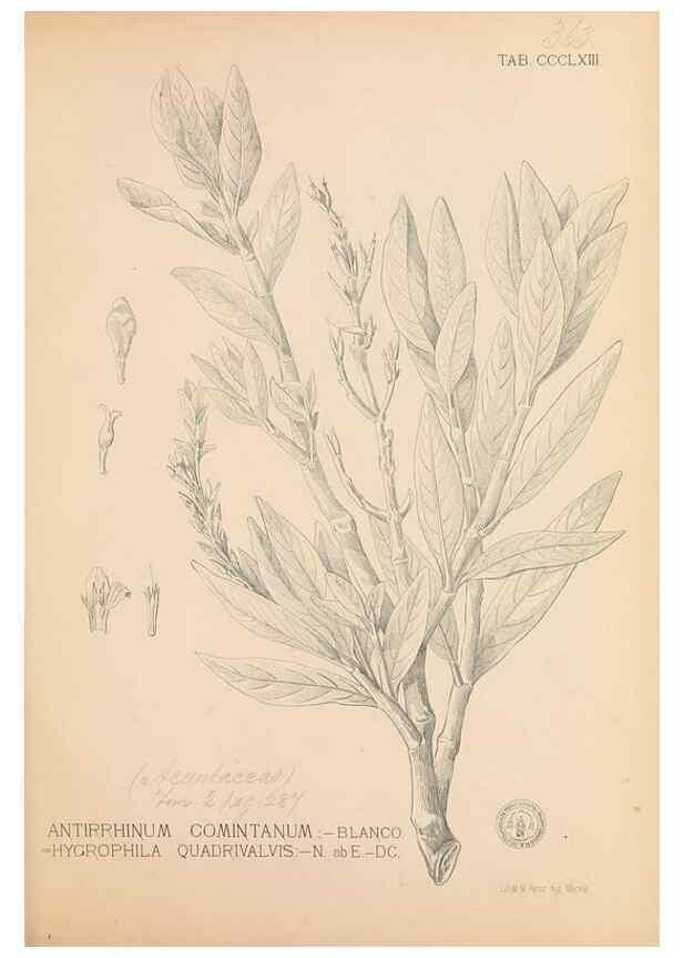 Reproducción/Reproduction 49747537127: Flora de Filipinas,. Manila,Estab. tip. de Plana y ca.,1877-83.. 
