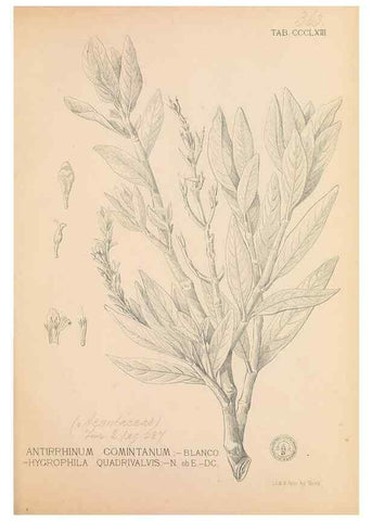Reproducción/Reproduction 49747537127: Flora de Filipinas,. Manila,Estab. tip. de Plana y ca.,1877-83.. 