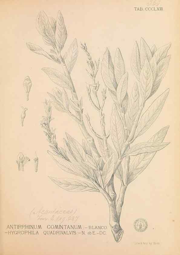 Reproducción/Reproduction 49747537127: Flora de Filipinas,. Manila,Estab. tip. de Plana y ca.,1877-83.. 
