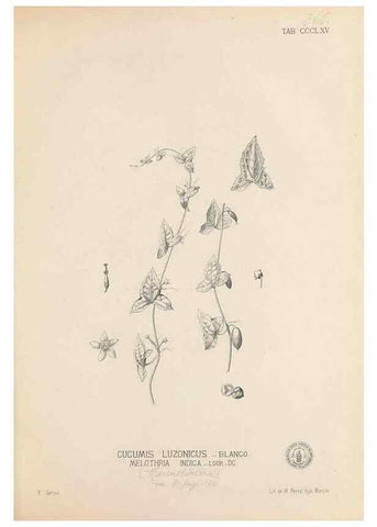 Reproducción/Reproduction 49746669288: Flora de Filipinas,. Manila,Estab. tip. de Plana y ca.,1877-83.. 