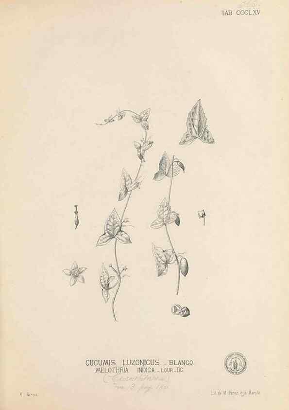 Reproducción/Reproduction 49746669288: Flora de Filipinas,. Manila,Estab. tip. de Plana y ca.,1877-83.. 