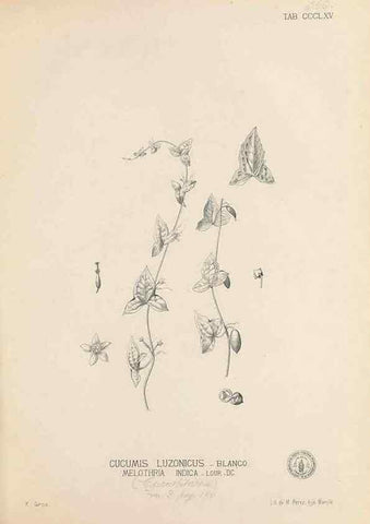 Reproducción/Reproduction 49746669288: Flora de Filipinas,. Manila,Estab. tip. de Plana y ca.,1877-83.. 