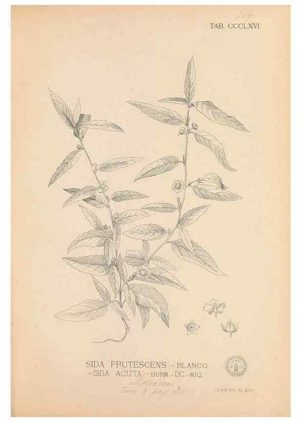 Reproducción/Reproduction 49747210526: Flora de Filipinas,. Manila,Estab. tip. de Plana y ca.,1877-83.. 