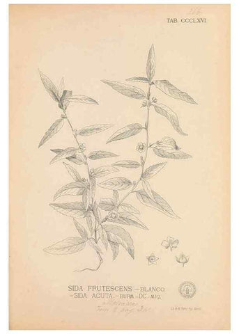 Reproducción/Reproduction 49747210526: Flora de Filipinas,. Manila,Estab. tip. de Plana y ca.,1877-83.. 