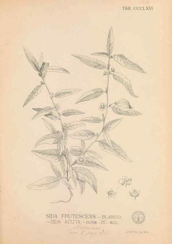 Reproducción/Reproduction 49747210526: Flora de Filipinas,. Manila,Estab. tip. de Plana y ca.,1877-83.. 