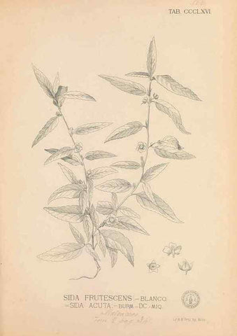 Reproducción/Reproduction 49747210526: Flora de Filipinas,. Manila,Estab. tip. de Plana y ca.,1877-83.. 